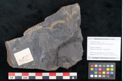 Foto (Objekt + Etikett) von Flabellaria sublongirhachis Ettingshausen (NHMW-GEO-2024-0188-10234)